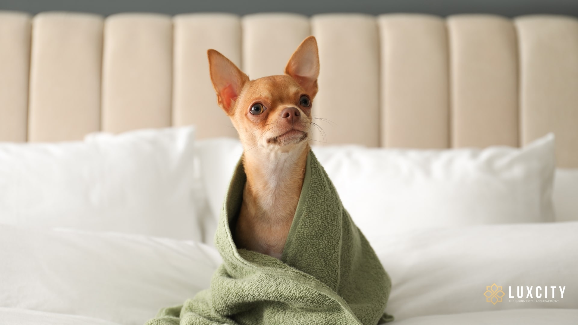 Pet-friendly hotels are the new frontier of pet-friendly vacations, allowing us to spend our vacations with our entire family